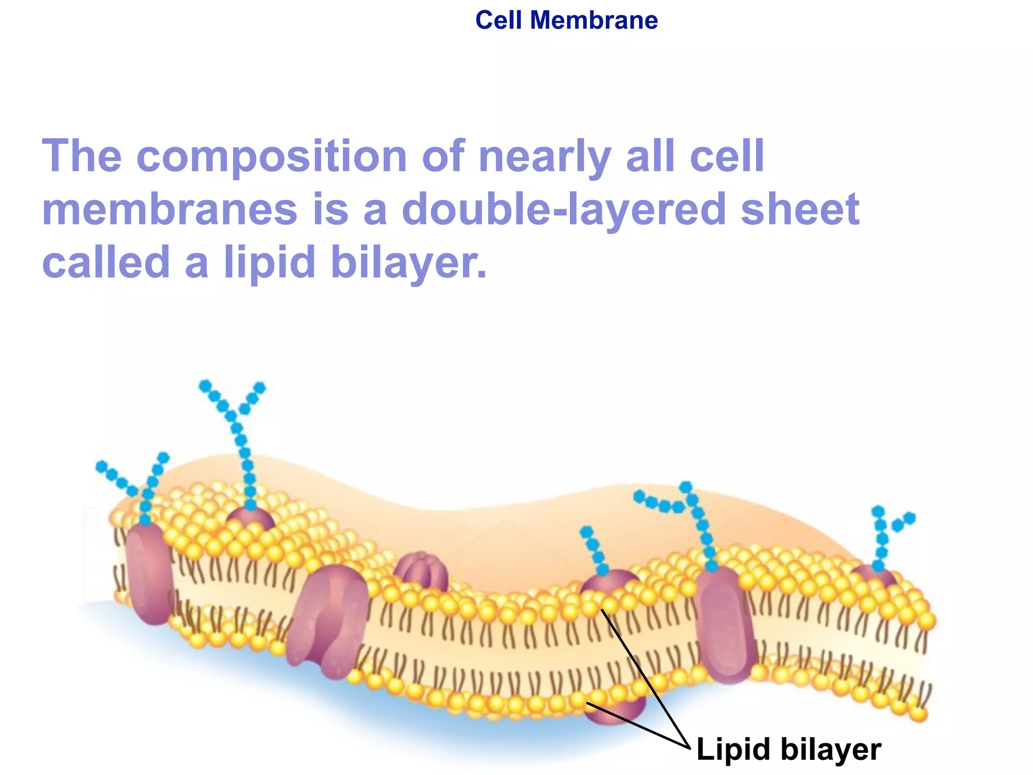 Cell Membrane 
The composition of nearly all cell 
membranes is a double-layered sheet 
called a lipid bilayer. 
Copyright Pearson Prentice Hall 
Lipid bilayer 
 