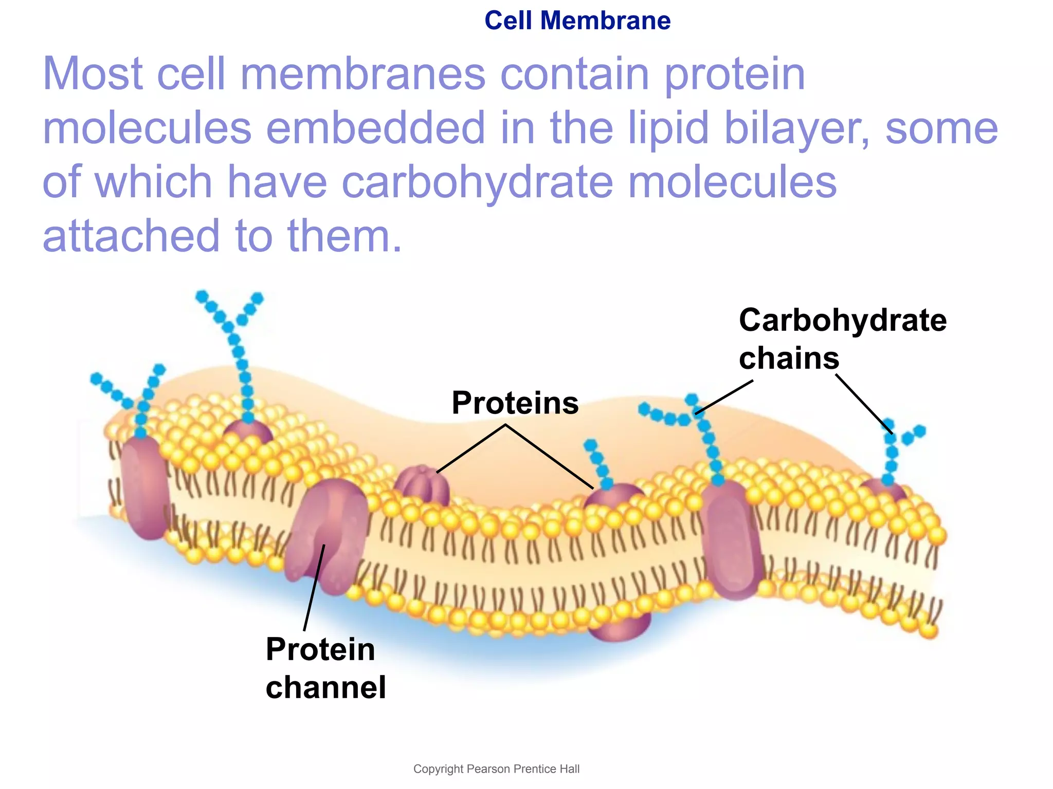 Cell Membrane 
Most cell membranes contain protein 
molecules embedded in the lipid bilayer, some 
of which have carbohydrate molecules 
attached to them. 
Copyright Pearson Prentice Hall 
Protein 
channel 
Proteins 
Carbohydrate 
chains 
 