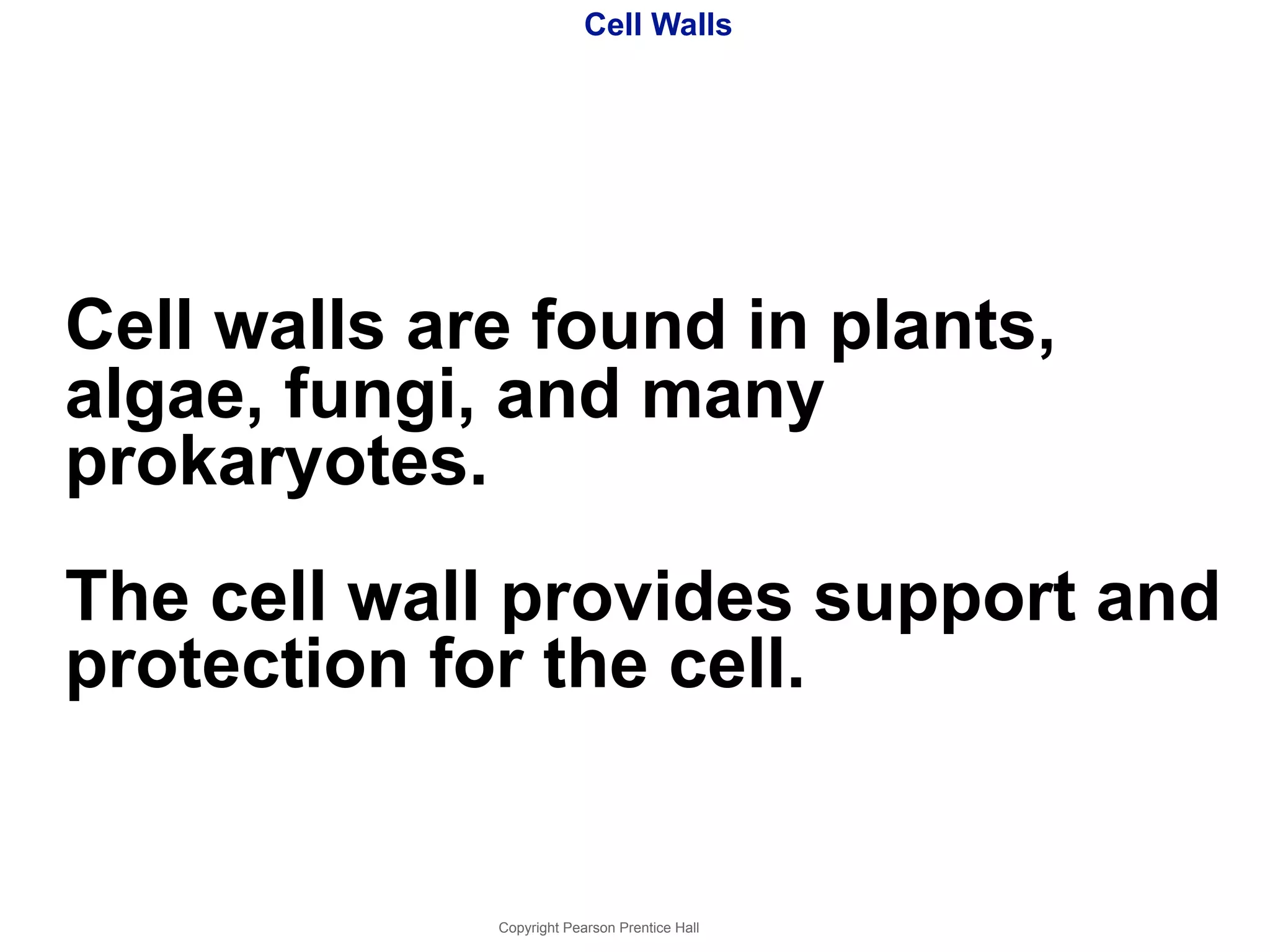Cell Walls 
Cell walls are found in plants, 
algae, fungi, and many 
prokaryotes. 
The cell wall provides support and 
protection for the cell. 
Copyright Pearson Prentice Hall 
 