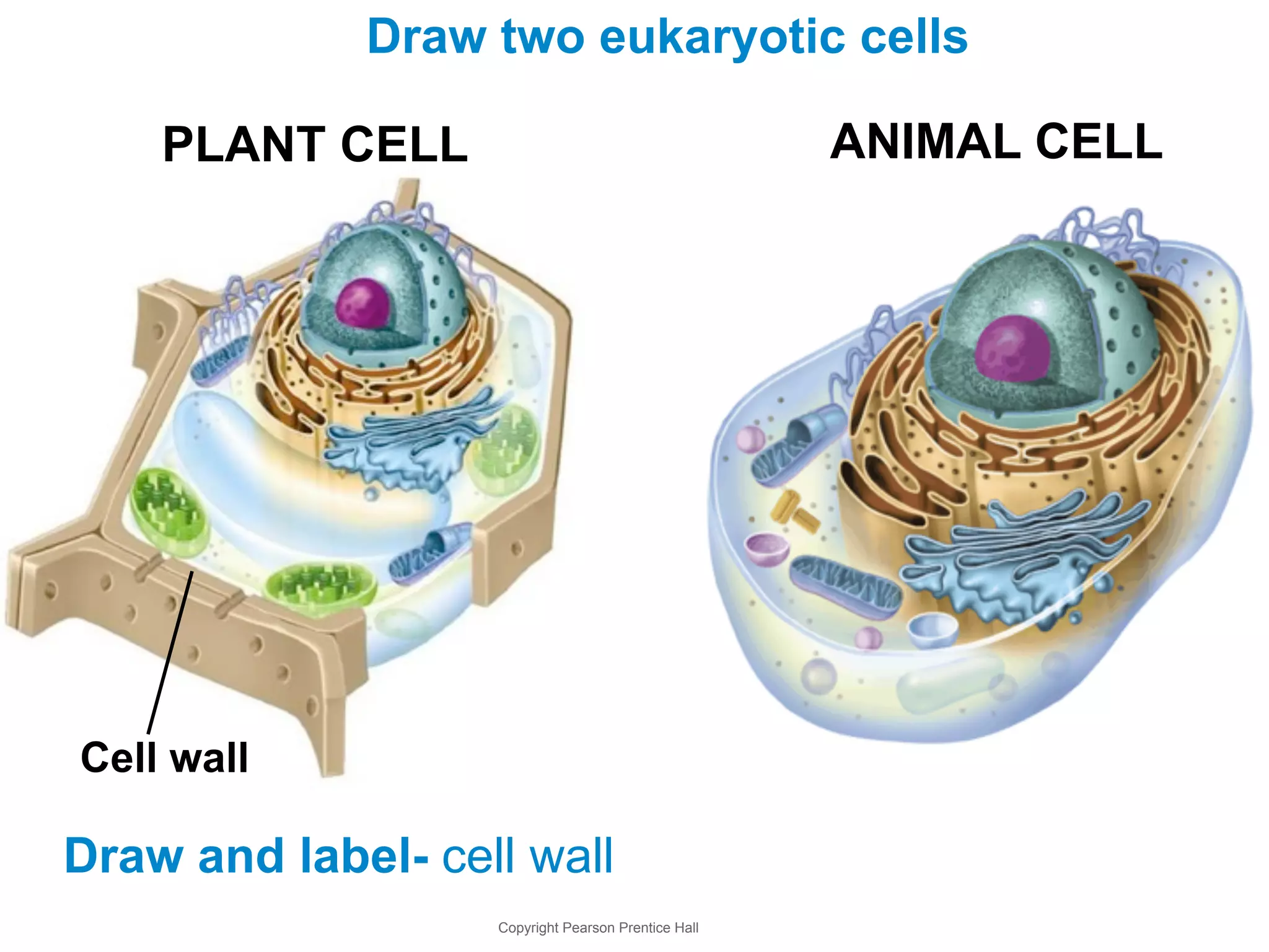 Draw two eukaryotic cells 
PLANT CELL ANIMAL CELL 
Draw and label- cell wall 
Copyright Pearson Prentice Hall 
Cell wall 
 
