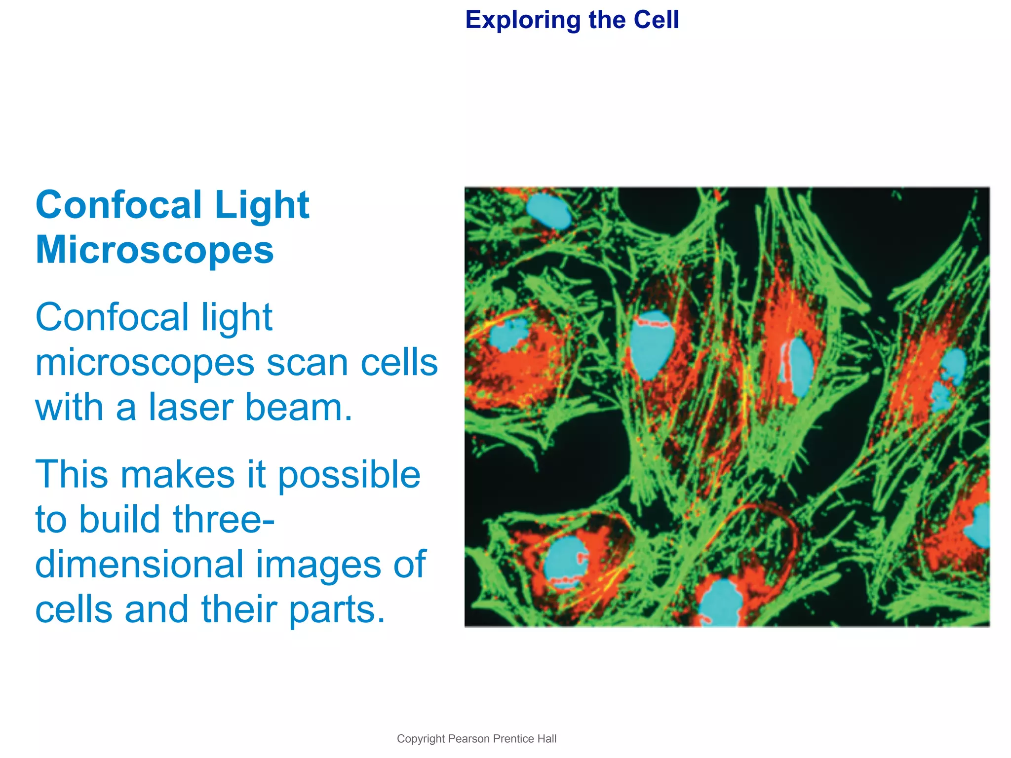 Exploring the Cell 
Confocal Light 
Microscopes 
Confocal light 
microscopes scan cells 
with a laser beam. 
This makes it possible 
to build three-dimensional 
images of 
Copyright Pearson Prentice Hall 
cells and their parts. 
 