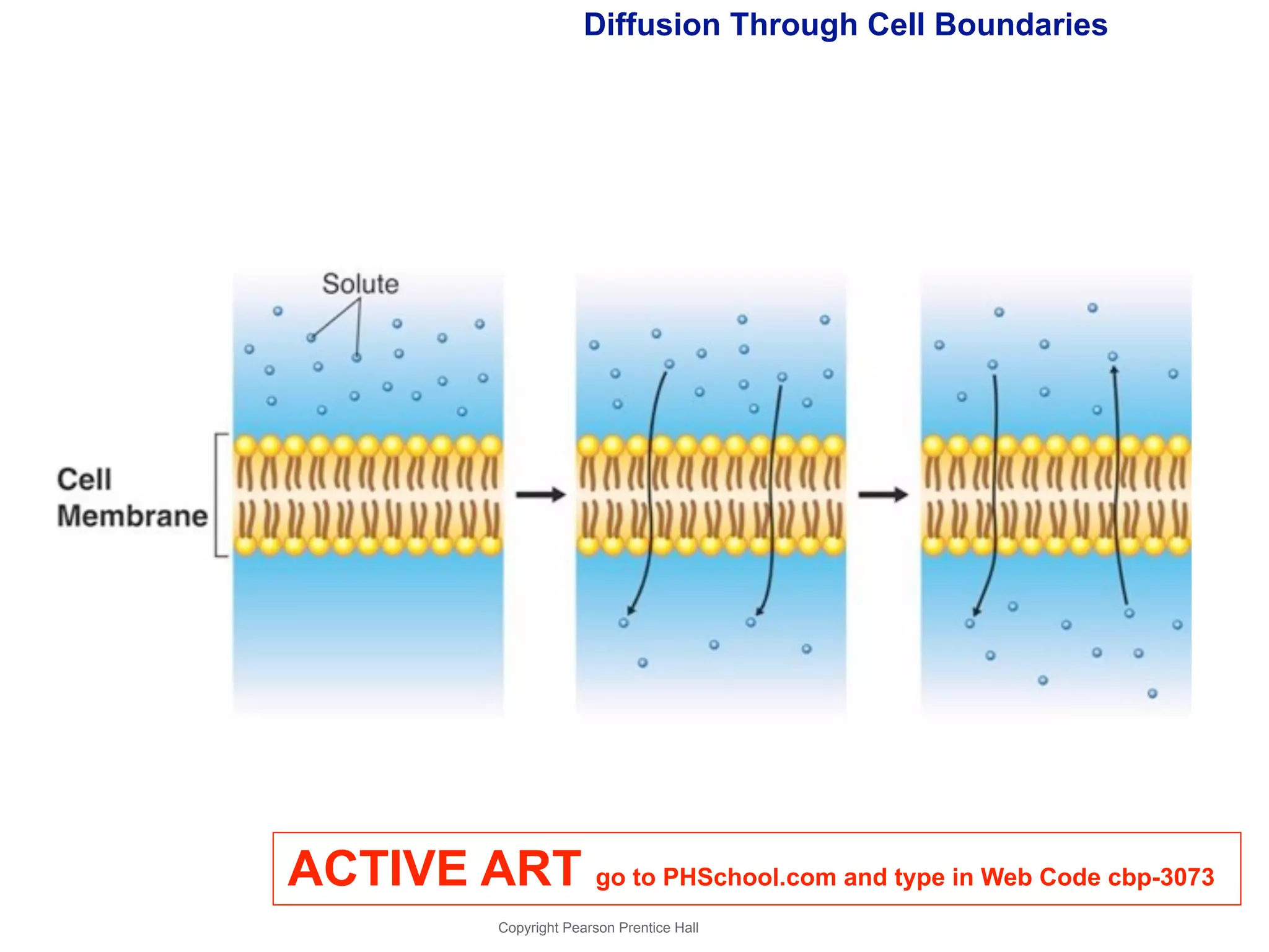 Diffusion Through Cell Boundaries 
ACTIVE ART go to PHSchool.com and type in Web Code cbp-3073 
Copyright Pearson Prentice Hall 
 
