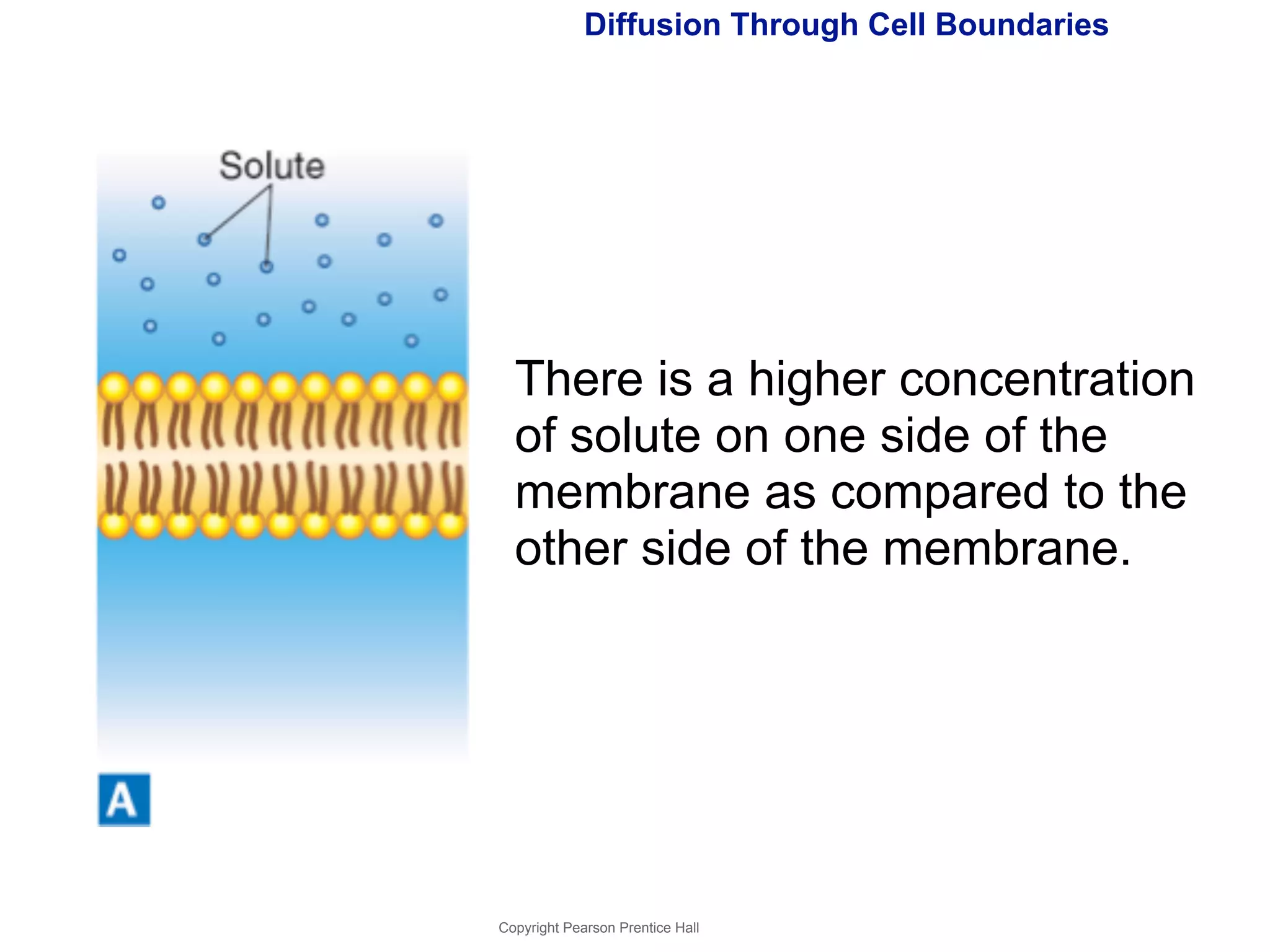Diffusion Through Cell Boundaries 
There is a higher concentration 
of solute on one side of the 
membrane as compared to the 
other side of the membrane. 
Copyright Pearson Prentice Hall 
 