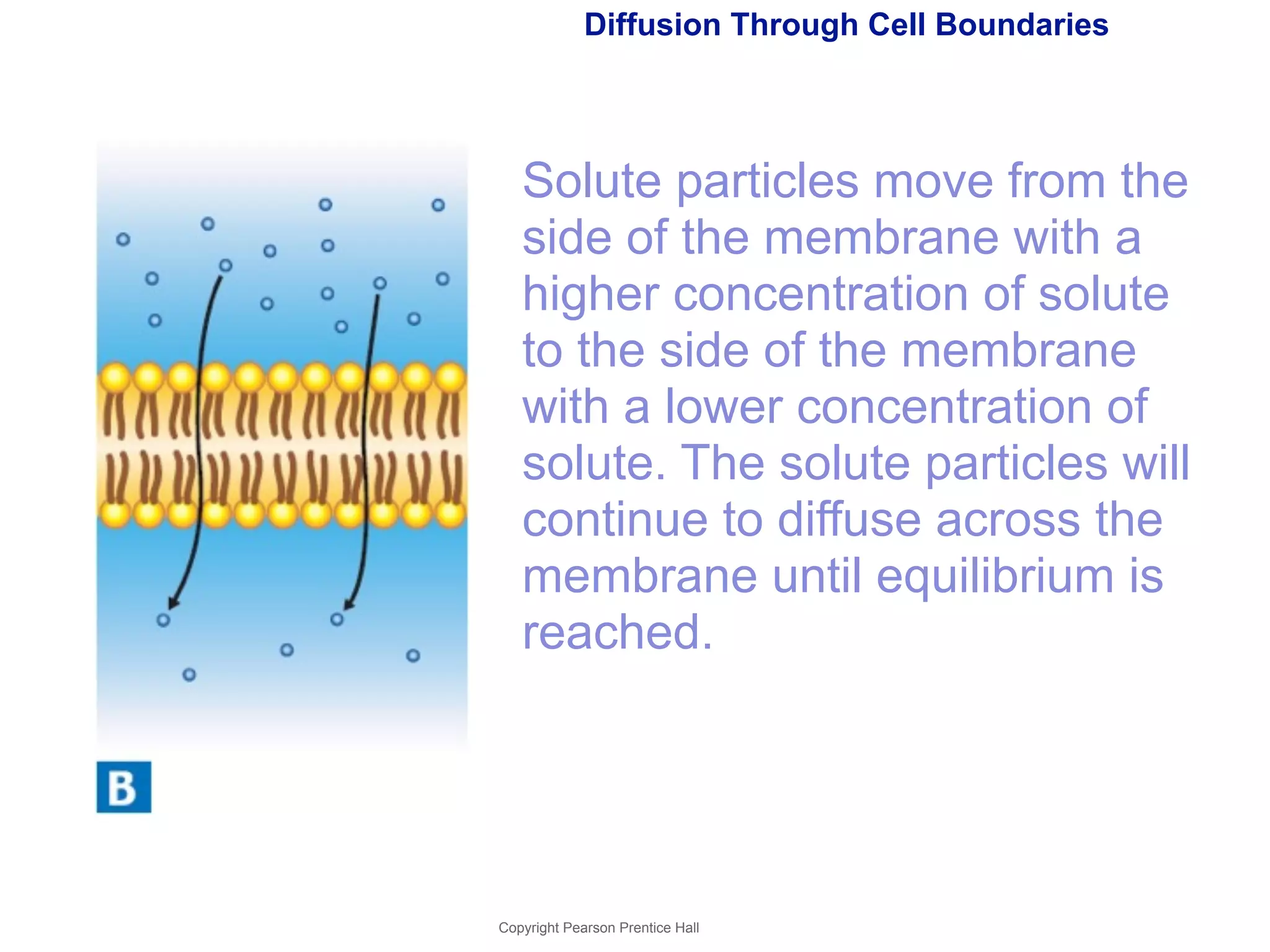 Diffusion Through Cell Boundaries 
Solute particles move from the 
side of the membrane with a 
higher concentration of solute 
to the side of the membrane 
with a lower concentration of 
solute. The solute particles will 
continue to diffuse across the 
membrane until equilibrium is 
reached. 
Copyright Pearson Prentice Hall 
 