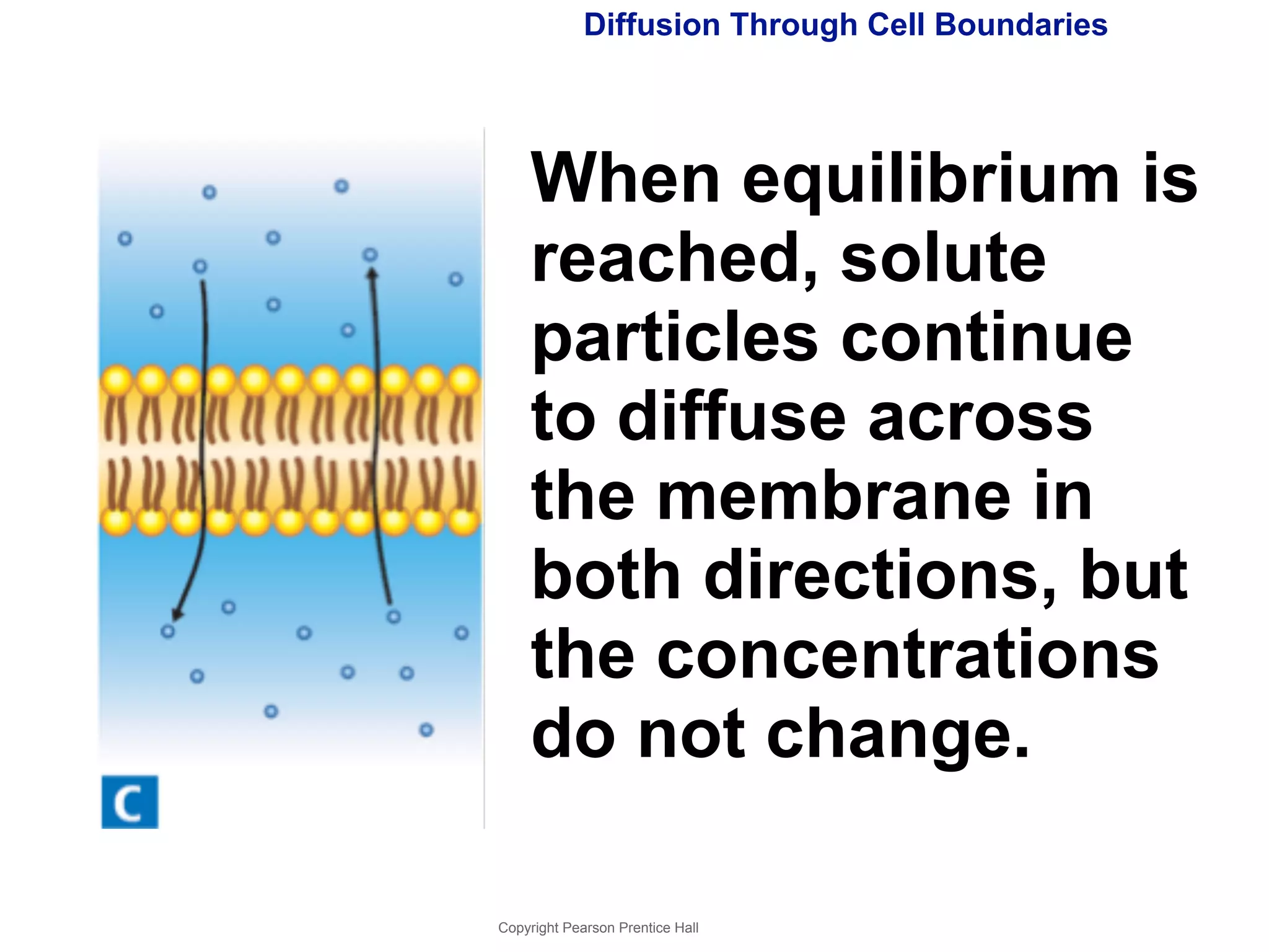 Diffusion Through Cell Boundaries 
When equilibrium is 
reached, solute 
particles continue 
to diffuse across 
the membrane in 
both directions, but 
the concentrations 
do not change. 
Copyright Pearson Prentice Hall 
 