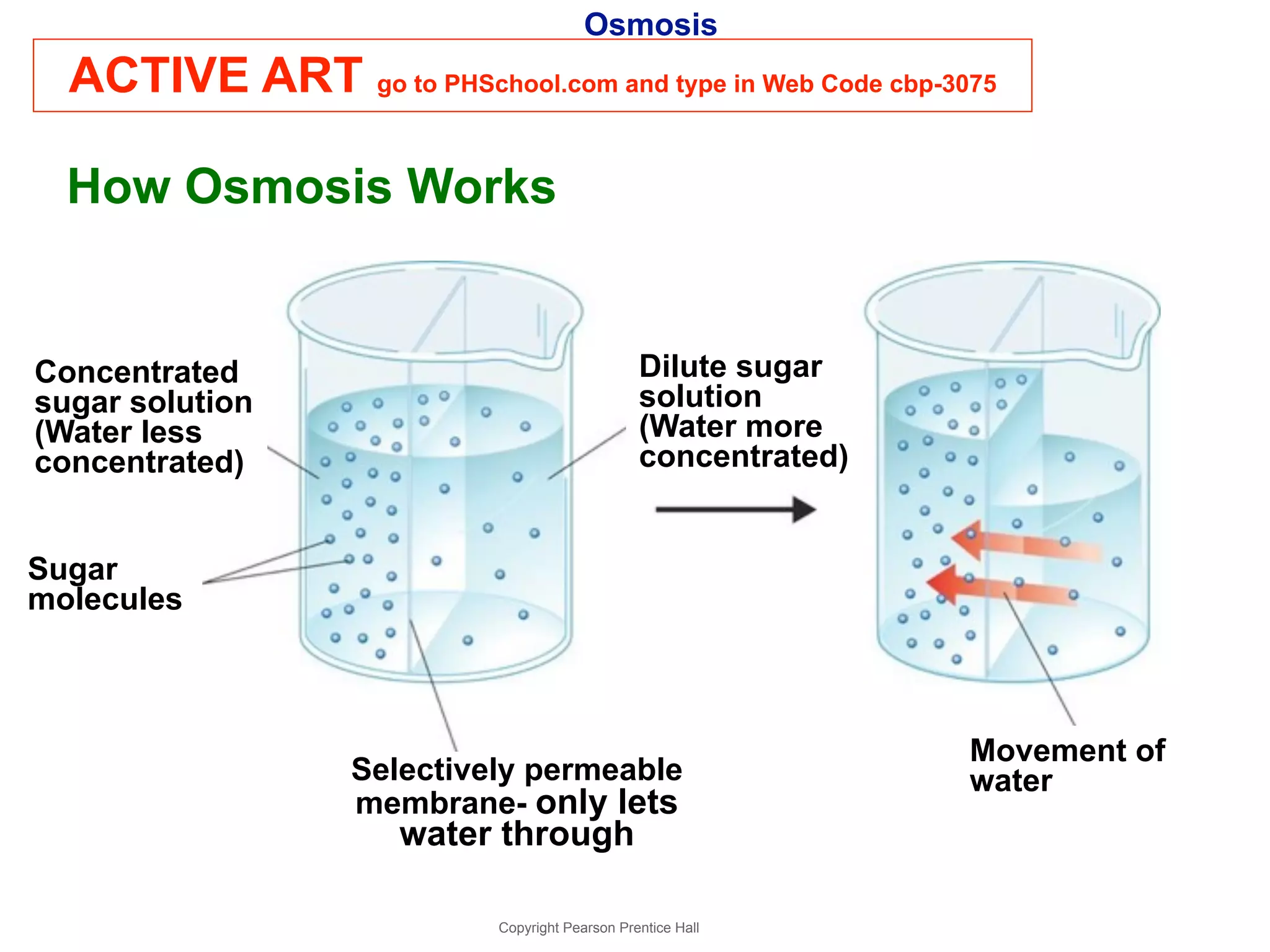 Osmosis 
ACTIVE ART go to PHSchool.com and type in Web Code cbp-3075 
How Osmosis Works 
Copyright Pearson Prentice Hall 
Movement of 
water 
Dilute sugar 
solution 
(Water more 
concentrated) 
Concentrated 
sugar solution 
(Water less 
concentrated) 
Sugar 
molecules 
Selectively permeable 
membrane- only lets 
water through 
 
