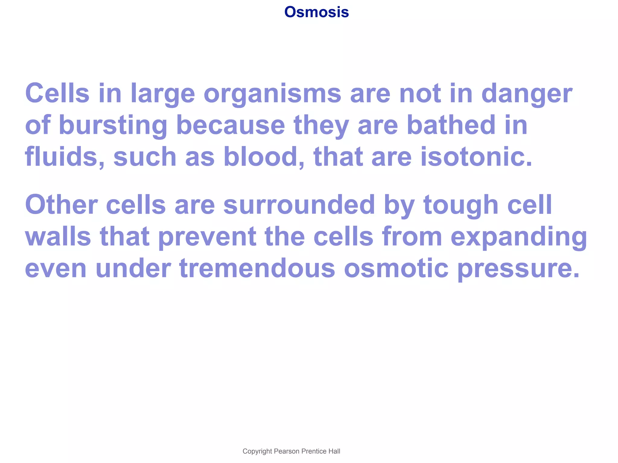 Osmosis 
Cells in large organisms are not in danger 
of bursting because they are bathed in 
fluids, such as blood, that are isotonic. 
Other cells are surrounded by tough cell 
walls that prevent the cells from expanding 
even under tremendous osmotic pressure. 
Copyright Pearson Prentice Hall 
 