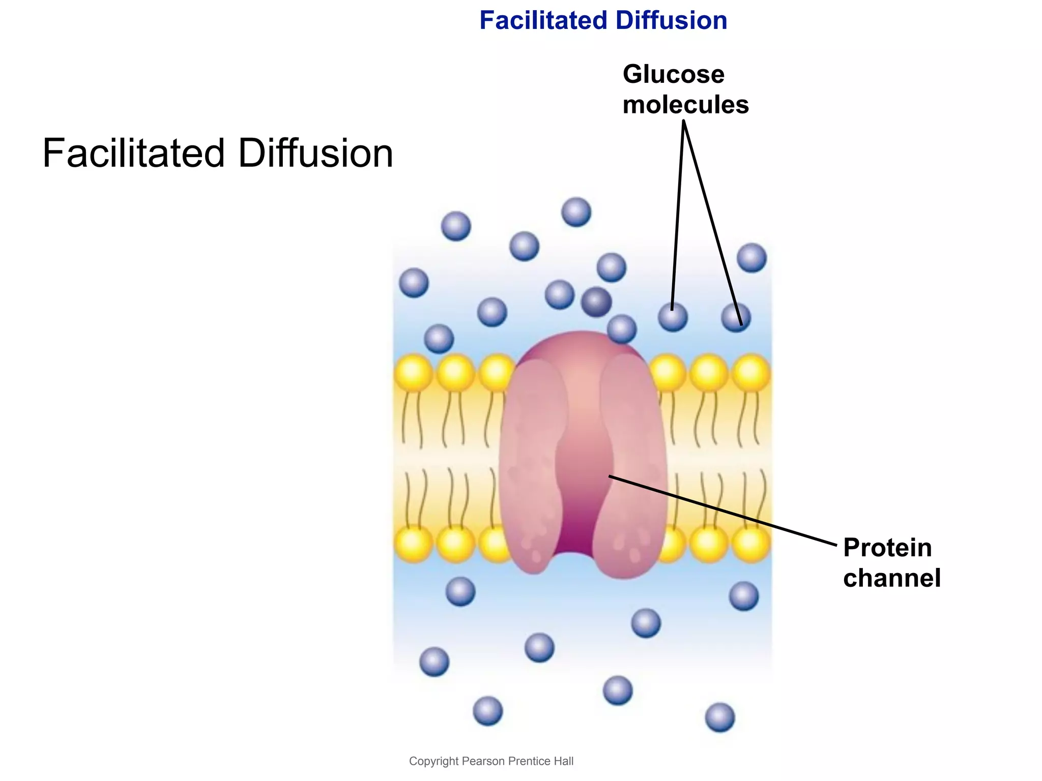 Facilitated Diffusion 
Copyright Pearson Prentice Hall 
Facilitated Diffusion 
Protein 
channel 
Glucose 
molecules 
 