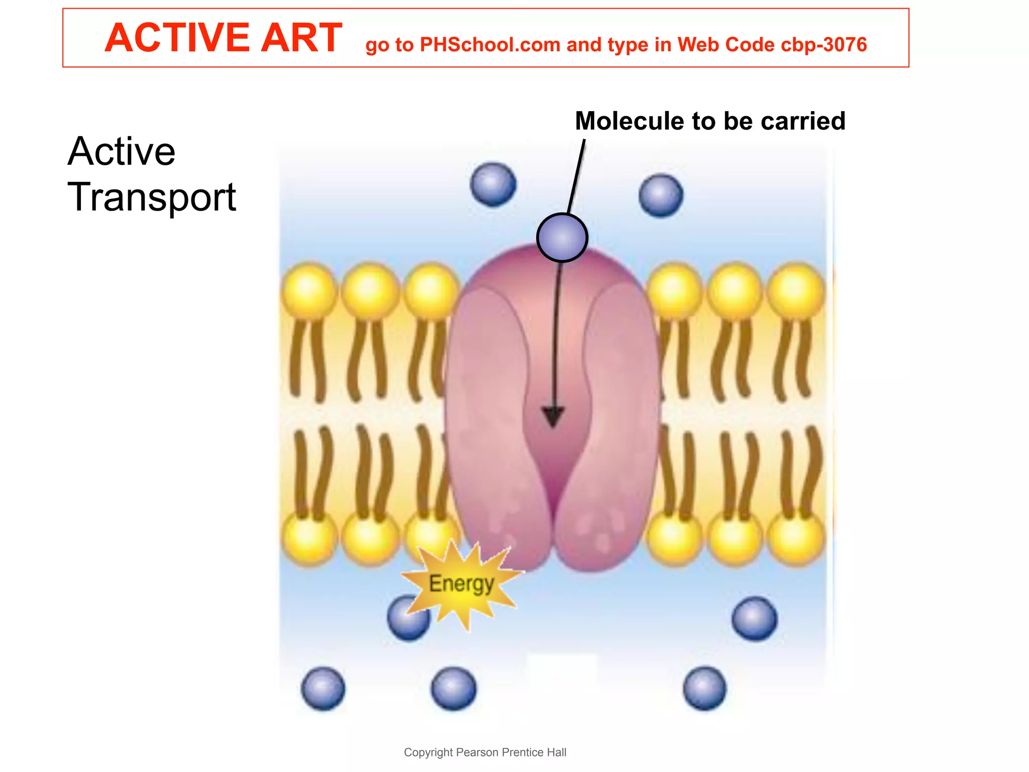 ACTIVE ART go to PHSchool.com and type in Web Code cbp-3076 
Copyright Pearson Prentice Hall 
Molecule to be carried 
Active 
Transport 
 