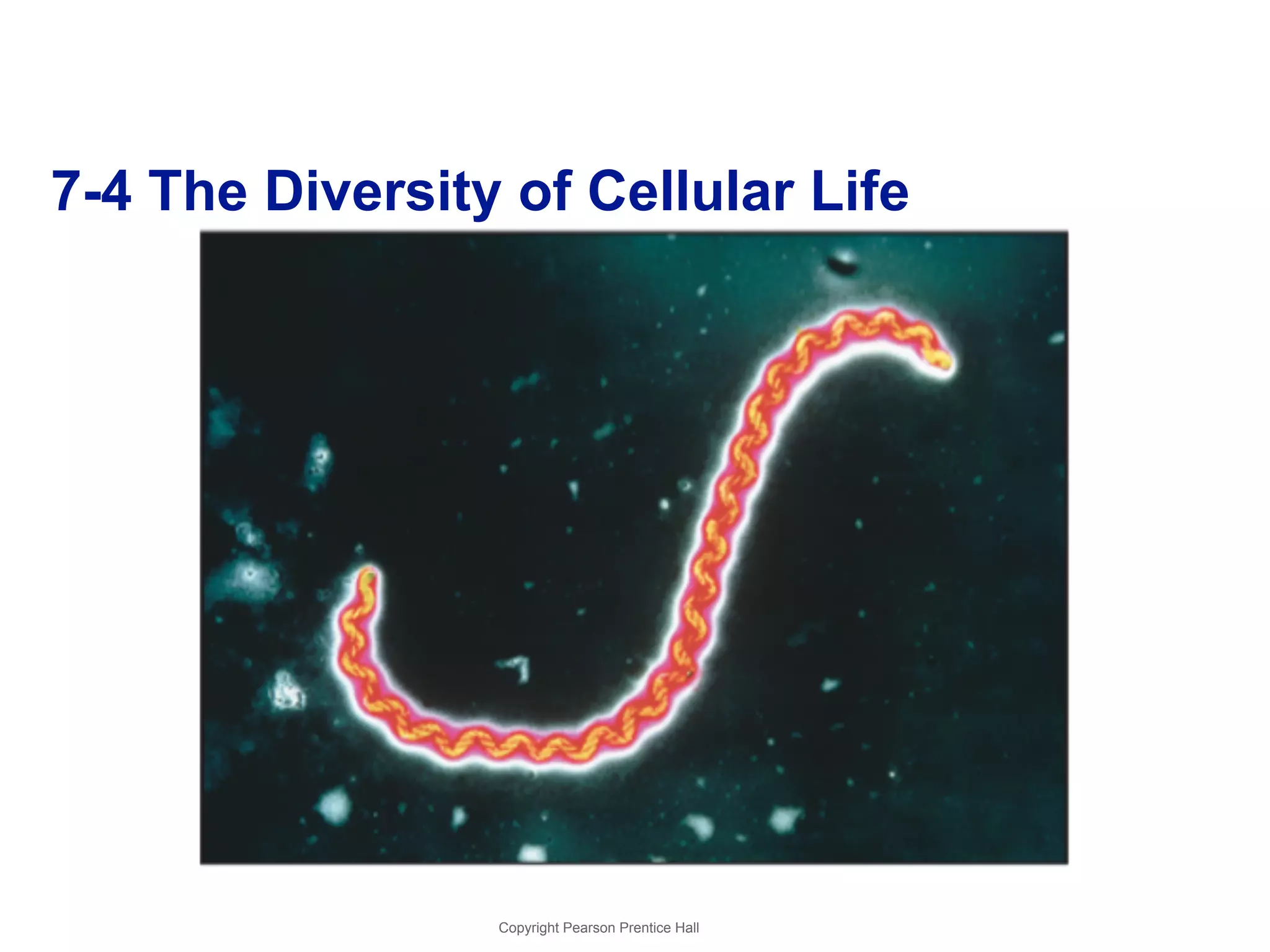 7-4 The Diversity of Cellular Life 
Copyright Pearson Prentice Hall 
 