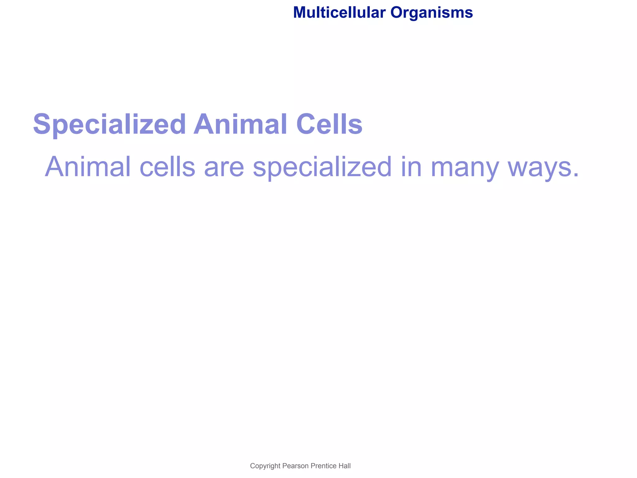 Multicellular Organisms 
Specialized Animal Cells 
Animal cells are specialized in many ways. 
Copyright Pearson Prentice Hall 
 