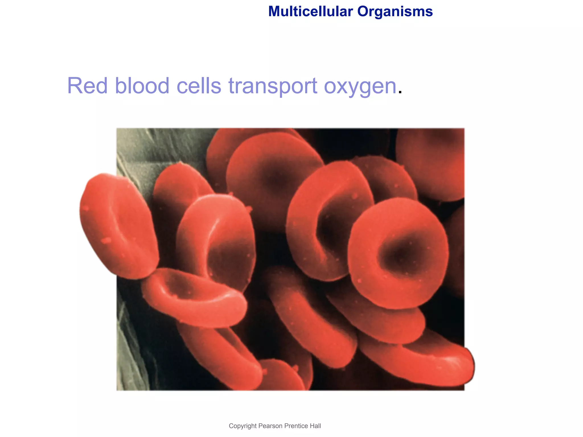 Multicellular Organisms 
Red blood cells transport oxygen. 
Copyright Pearson Prentice Hall 
 