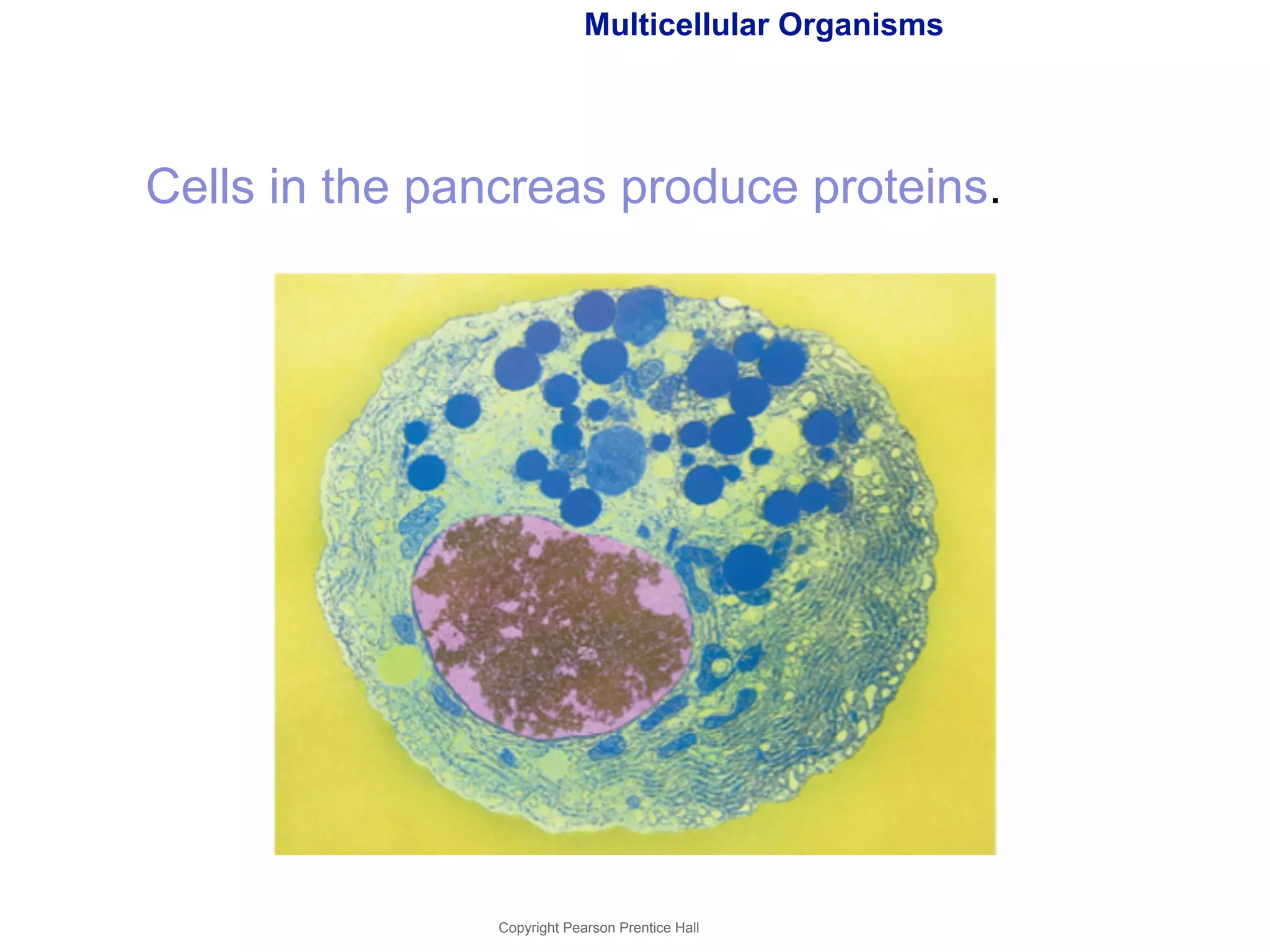 Multicellular Organisms 
Cells in the pancreas produce proteins. 
Copyright Pearson Prentice Hall 
 