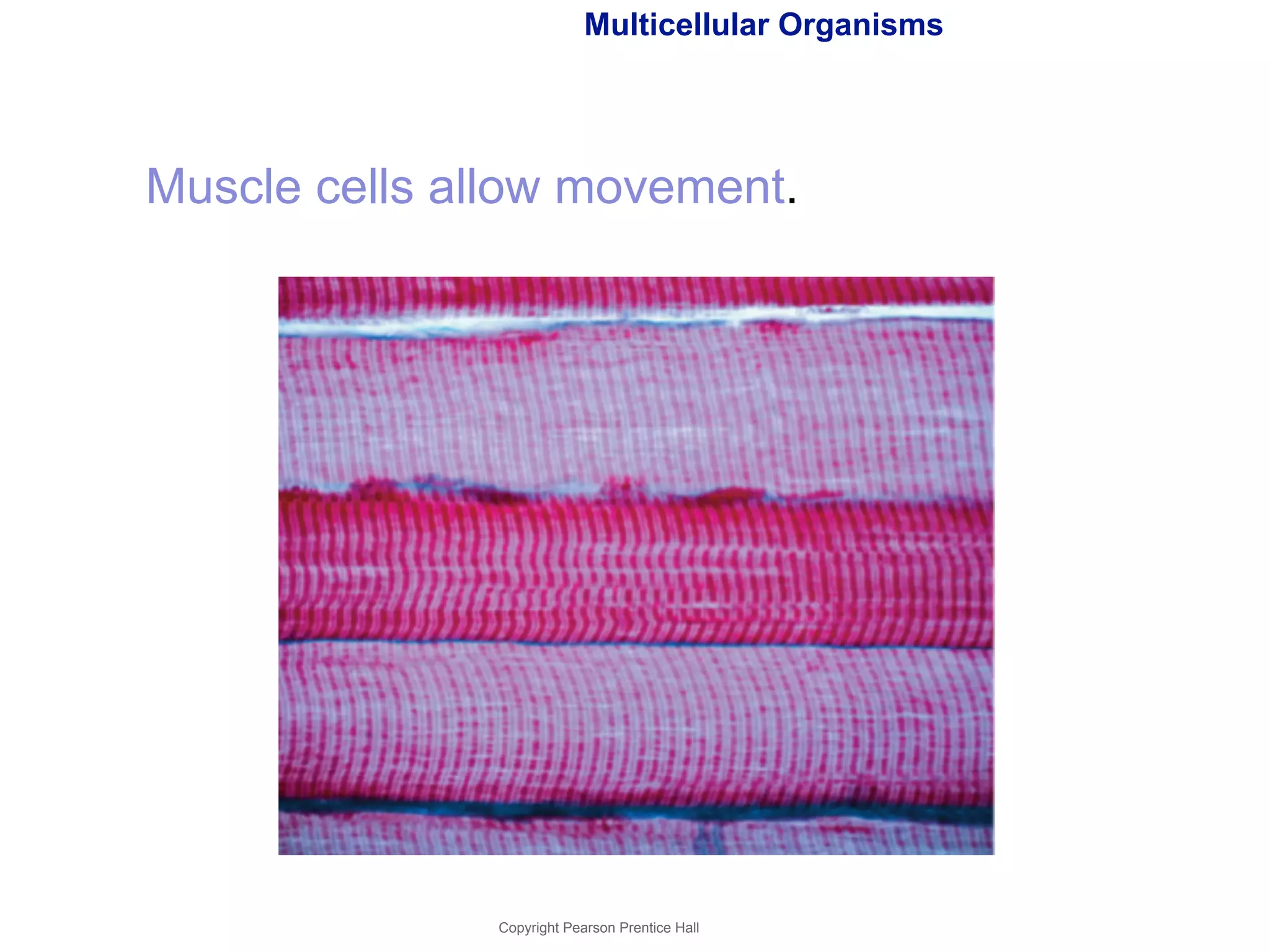 Multicellular Organisms 
Muscle cells allow movement. 
Copyright Pearson Prentice Hall 
 