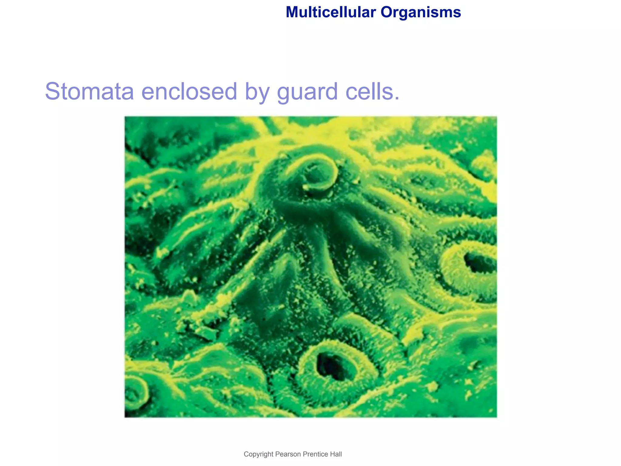 Multicellular Organisms 
Stomata enclosed by guard cells. 
Copyright Pearson Prentice Hall 
 