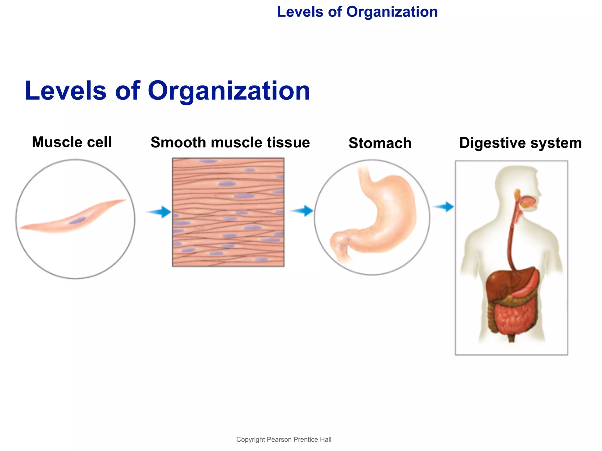 Levels of Organization 
Levels of Organization 
Muscle cell Smooth muscle tissue Stomach Digestive system 
Copyright Pearson Prentice Hall 
 