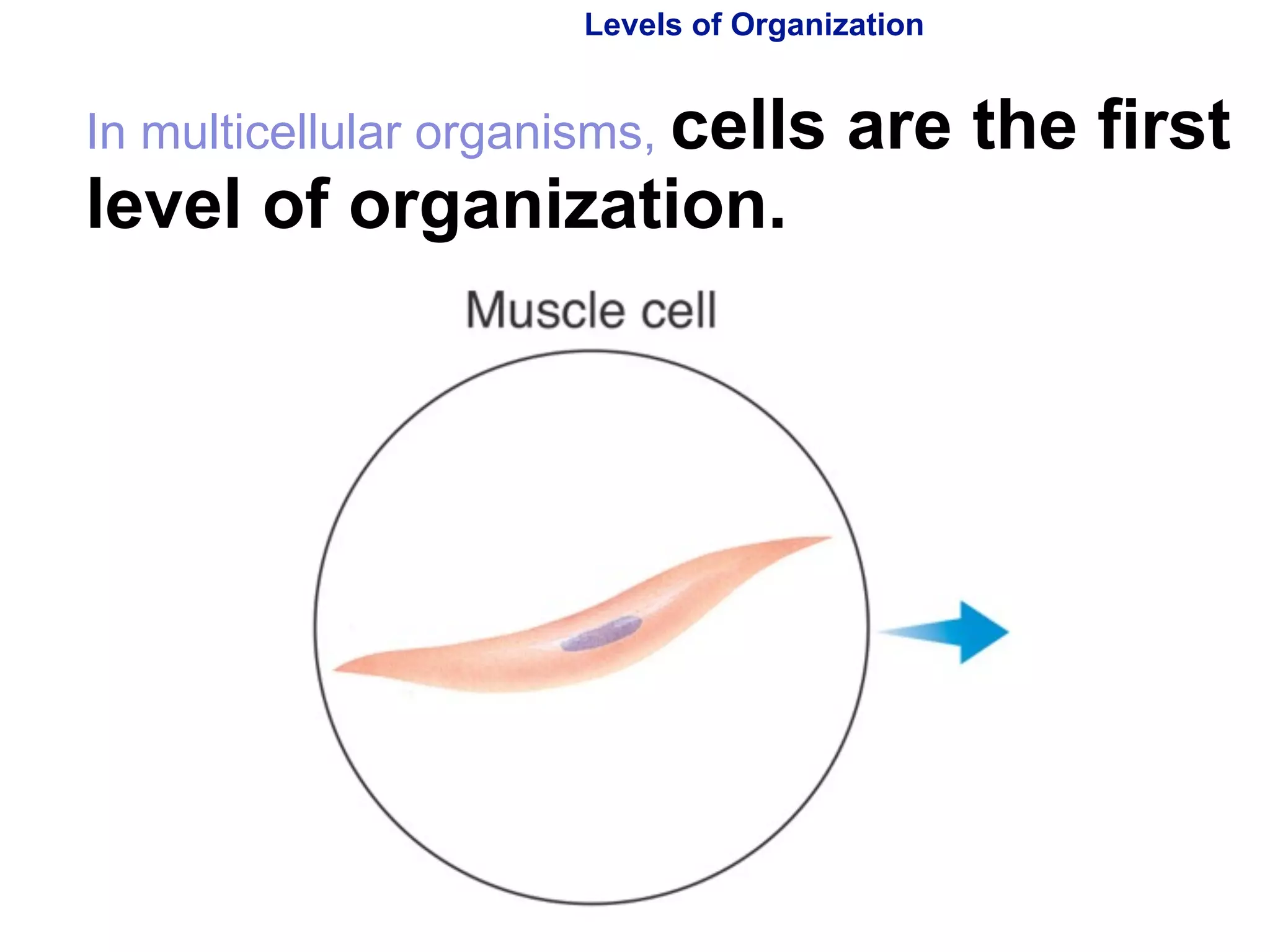 Levels of Organization 
In multicellular organisms, cells are the first 
level of organization. 
Copyright Pearson Prentice Hall 
 