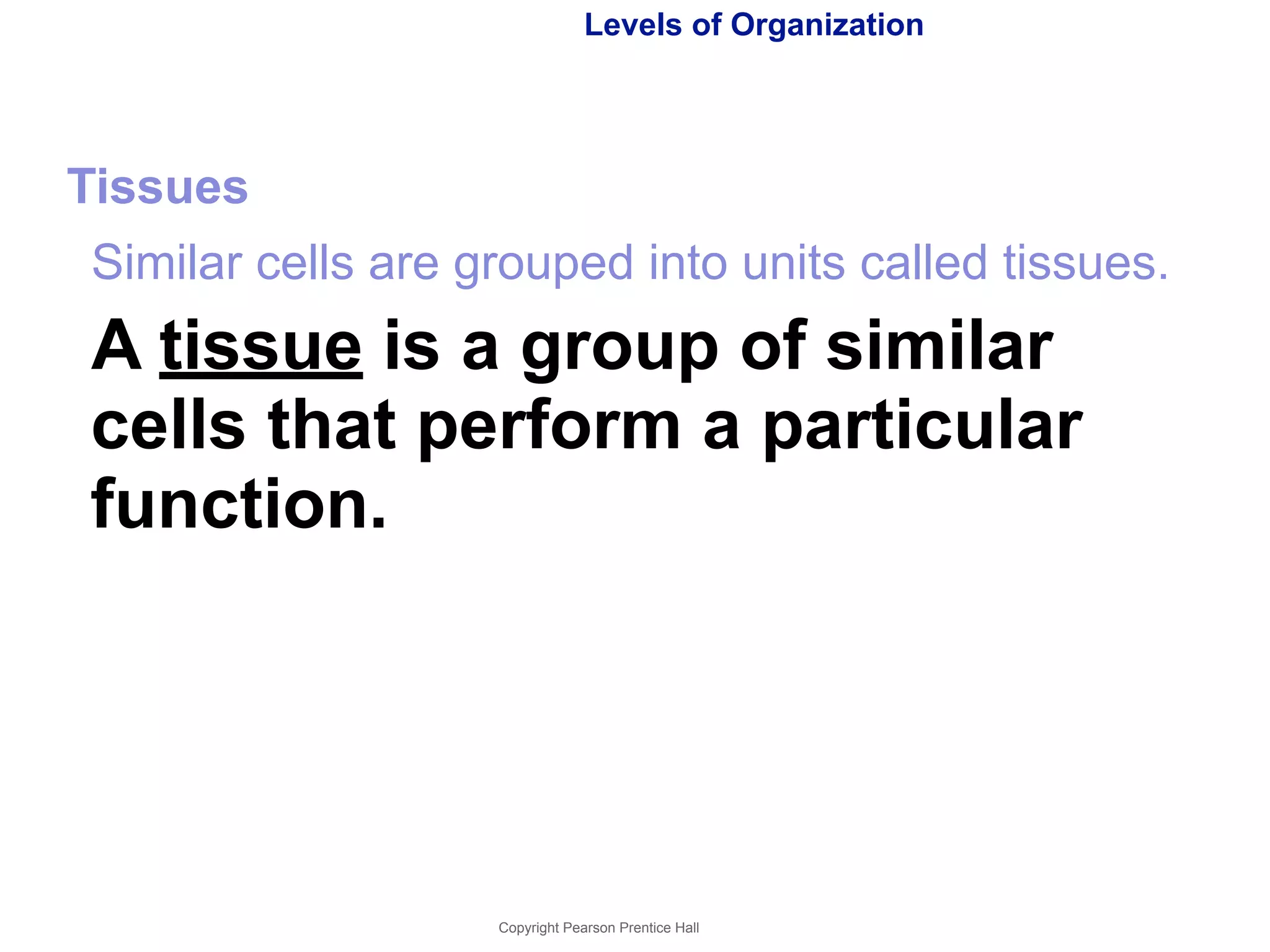 Levels of Organization 
Tissues 
Similar cells are grouped into units called tissues. 
A tissue is a group of similar 
cells that perform a particular 
function. 
Copyright Pearson Prentice Hall 
 