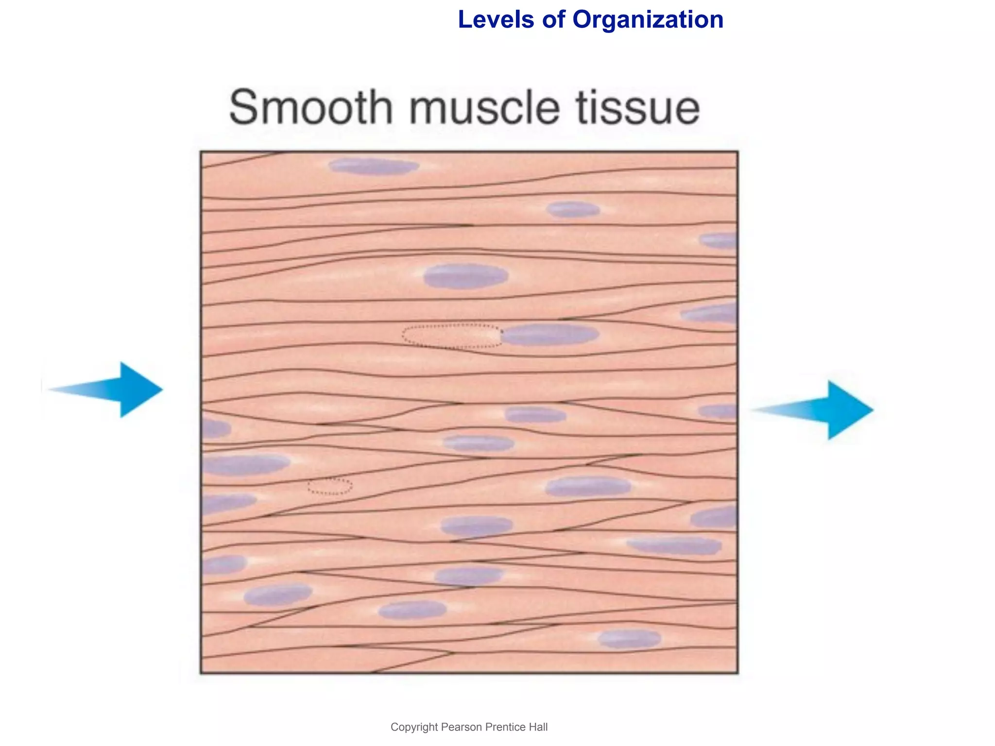 Levels of Organization 
Copyright Pearson Prentice Hall 
 