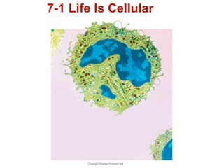 7-1 Life Is Cellular 
Copyright Pearson Prentice Hall 
 
