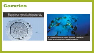 Understanding Life Processes and Human Body Basics for Grade 7 Science