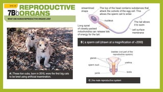 Understanding Life Processes and Human Body Basics for Grade 7 Science