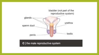 Understanding Life Processes and Human Body Basics for Grade 7 Science