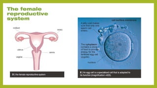 Understanding Life Processes and Human Body Basics for Grade 7 Science