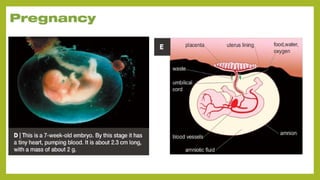 Understanding Life Processes and Human Body Basics for Grade 7 Science