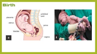 Understanding Life Processes and Human Body Basics for Grade 7 Science