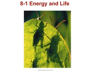 8-1 Energy and Life 
Copyright Pearson Prentice Hall 
 