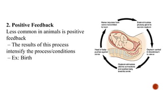 00000Activity 9 Feedback Mechanisms.pptx