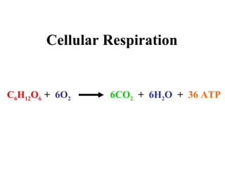 Cellular Respiration C 6 H 12 O 6   +  6O 2 6CO 2   +  6H 2 O   +  36 ATP 