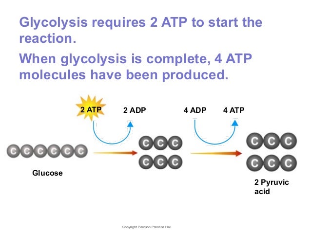 Chapter Nine- Cellular Respiration & Fermentation - Chapter Nine Cellular Respiration Fermentation 14 638