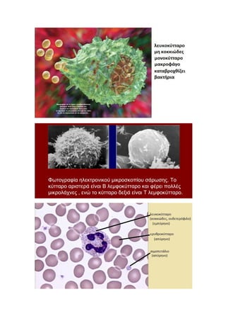 Βιολογία Α' Λυκείου - Κυκλοφορικό σύστημα (Κεφ.3)