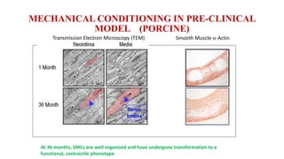 MECHANICAL CONDITIONING IN PRE-CLINICAL
MODEL (PORCINE)
Transmission Electron Microscopy (TEM) Smooth Muscle -Actin
Dense
bodies
At 36 months, SMCs are well organized and have undergone transformation to a
functional, contractile phenotype
 
