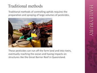 Traditional methods
Traditional methods of controlling aphids requires the
preparation and spraying of large volumes of pesticides.
These pesticides can run off the farm land and into rivers,
eventually reaching the ocean and having impacts on
structures like the Great Barrier Reef in Queensland.
 