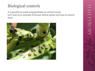 Biological controls
It is possible to avoid using pesticides to control insects.
Let’s look at an example of Russian Wheat aphids and how to control
them
 