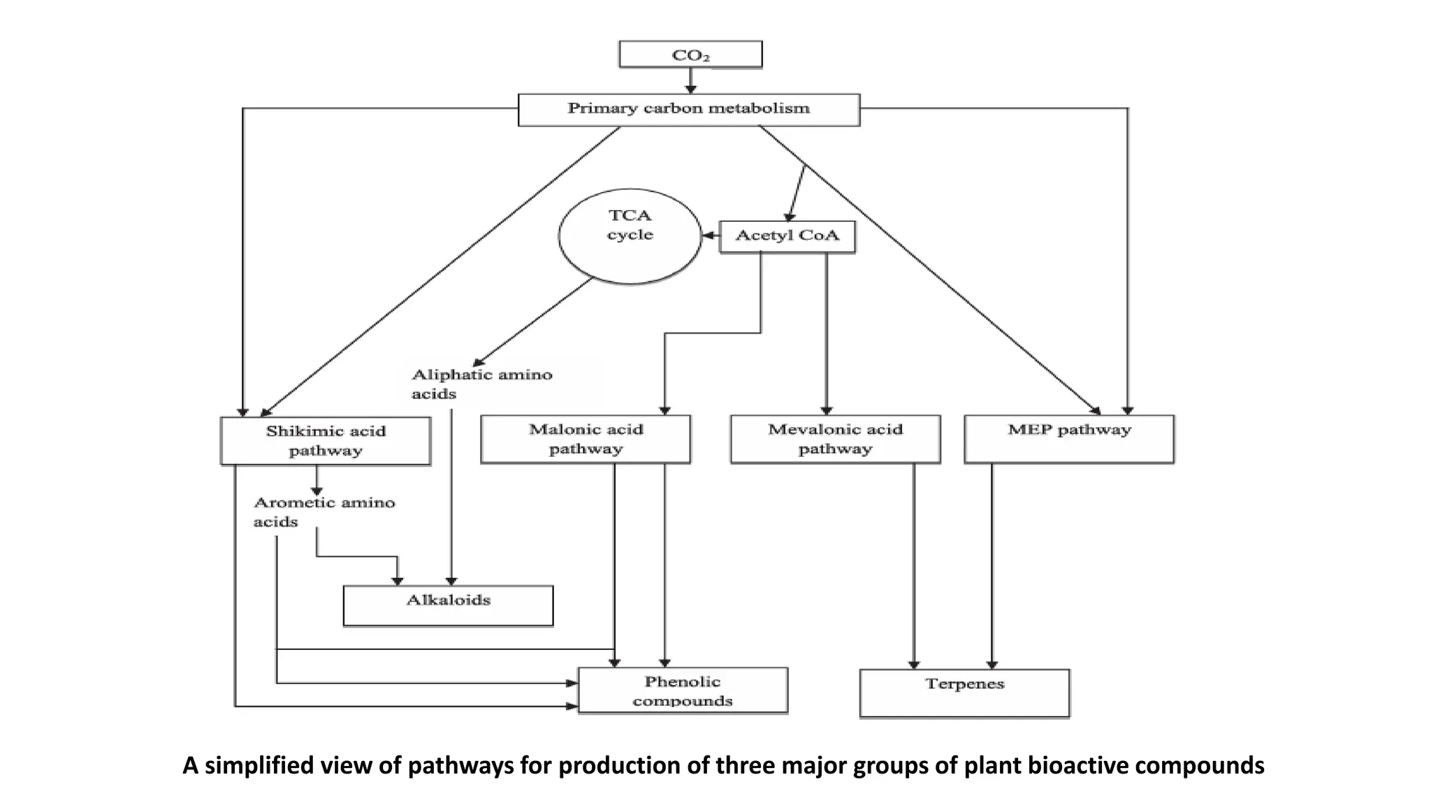 A simplified view of pathways for production of three major groups of plant bioactive compounds
 