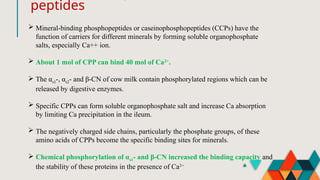 peptides
 Mineral-binding phosphopeptides or caseinophosphopeptides (CCPs) have the
function of carriers for different minerals by forming soluble organophosphate
salts, especially Ca++ ion.
 About 1 mol of CPP can bind 40 mol of Ca2+
.
 The αs1-, αs2- and β-CN of cow milk contain phosphorylated regions which can be
released by digestive enzymes.
 Specific CPPs can form soluble organophosphate salt and increase Ca absorption
by limiting Ca precipitation in the ileum.
 The negatively charged side chains, particularly the phosphate groups, of these
amino acids of CPPs become the specific binding sites for minerals.
 Chemical phosphorylation of αs1- and β-CN increased the binding capacity and
the stability of these proteins in the presence of Ca2+
 