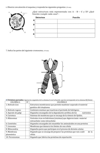 6. Observe con atención el esquema y responda las siguientes preguntas (10 min)
¿Qué estructura está representada con A - B – C y D? ¿Qué
función cumple cada una? :
7. Indica las partes del siguiente cromosoma. (10 min)
8.Términos pareados: Aparea los organelos de la columna A con la función que les corresponde en la columna B(10min)
COLUMNA A Nº COLUMNA B
1. Retículo Liso Estructura membranosa que permite mantener separado el material
genético del citoplasma
2. Retículo rugoso Contienen enzimas que inactivan el peróxido de hidrógeno.
3. Aparato de golgi Organelos encargados de la degradación aeróbica de los nutrientes
4. Carioteca Sistemas de membrana que se encarga de la síntesis de lípidos.
5. Ribosomas Vesículas ricas en hidrolasas (enzimas) que digieren tanto material
extracelular como intracelular.
6. Centríolos Organelos encargados de ensamblar los aminoácidos en una proteina
7. Lisosoma Membrana que demarca los límites de una célula
8. Mitocondria Organelos pares que participan en el proceso de división celular.
9. Membrana
plasmástica
Organelo que se encarga de preparar las proteínas que van a salir de la
célula
10. Peroxisomas Organelo que fabrica las proteínas de exportación
 