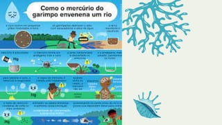 Bioacumulação (1) (1).pdf