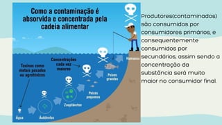Produtores(contaminados)
são consumidos por
consumidores primários, e
consequentemente
consumidos por
secundários, assim sendo a
concentração da
substância será muito
maior no consumidor final.
 