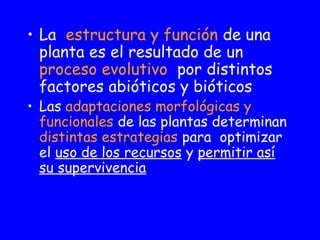 • La estructura y función de una 
planta es el resultado de un 
proceso evolutivo por distintos 
factores abióticos y bióticos 
• Las adaptaciones morfológicas y 
funcionales de las plantas determinan 
distintas estrategias para optimizar 
el uso de los recursos y permitir así 
su supervivencia 
 