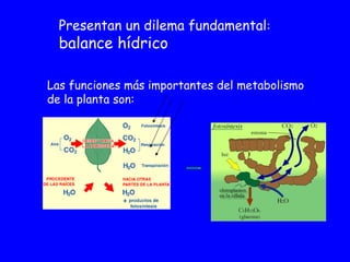 Presentan un dilema fundamental: 
balance hídrico 
Las funciones más importantes del metabolismo 
de la planta son: 
