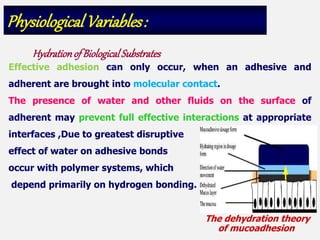 Effective adhesion can only occur, when an adhesive and
adherent are brought into molecular contact.
The presence of water and other fluids on the surface of
adherent may prevent full effective interactions at appropriate
interfaces ,Due to greatest disruptive
effect of water on adhesive bonds
occur with polymer systems, which
depend primarily on hydrogen bonding.
Physiological Variables:
Hydrationof BiologicalSubstrates
The dehydration theory
of mucoadhesion
 