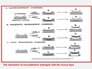 The interaction of mucoadhesive hydrogels with the mucus layer
 