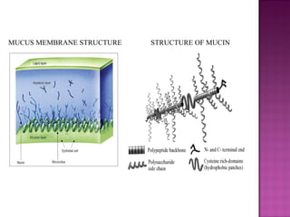 MUCUS MEMBRANE STRUCTURE   STRUCTURE OF MUCIN
 