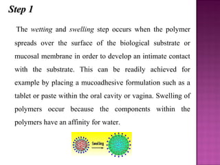 Step 1
 The wetting and swelling step occurs when the polymer
 spreads over the surface of the biological substrate or
 mucosal membrane in order to develop an intimate contact
 with the substrate. This can be readily achieved for
 example by placing a mucoadhesive formulation such as a
 tablet or paste within the oral cavity or vagina. Swelling of
 polymers occur because the components within the
 polymers have an affinity for water.
 