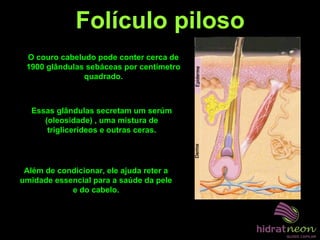 Folículo piloso
Além de condicionar, ele ajuda reter a
umidade essencial para a saúde da pele
e do cabelo.
O couro cabeludo pode conter cerca de
1900 glândulas sebáceas por centímetro
quadrado.
Essas glândulas secretam um serúm
(oleosidade) , uma mistura de
triglicerídeos e outras ceras.
 